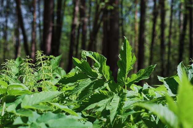 Exuberantes hojas de hierba verde brillante en la luz de fondo de la luz del sol se agitan en el viento Primavera en Escandinavia luz de la tarde soleada en el bosque de primavera suave enfoque selectivo en las hojas