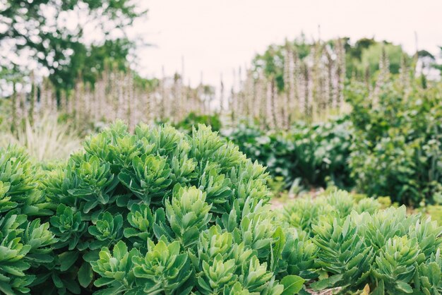 Exuberantes plantas verdes