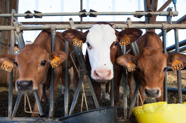 Foto gratuita fábrica para ordeñar vacas