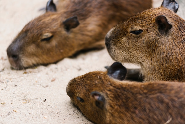 Foto gratuita una familia de capibara relajante.