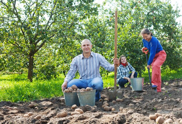 familia cosecha de patatas en el jardín
