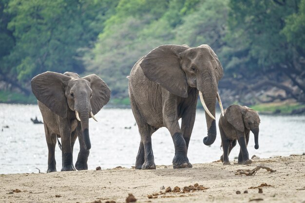 Familia de elefantes africanos caminando cerca del río con un bosque en el fondo