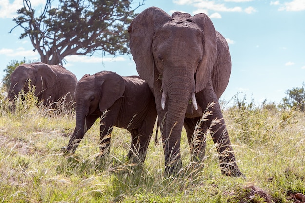 Foto gratuita familia de elefantes africanos caminando en la sabana