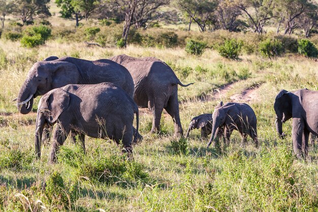 Familia de elefantes caminando en la sabana.