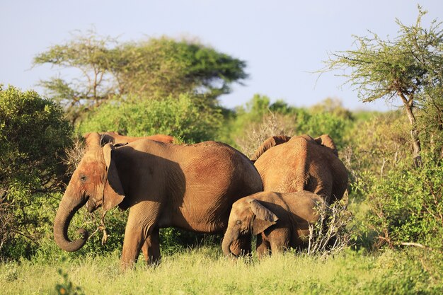 Familia de elefantes en el parque nacional de Tsavo East, Kenia, África