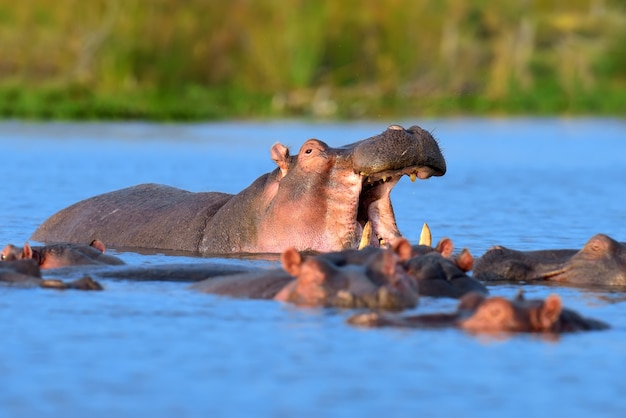 Familia de hipopótamos en el agua