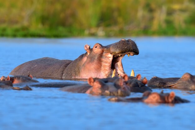 Familia de hipopótamos en el agua