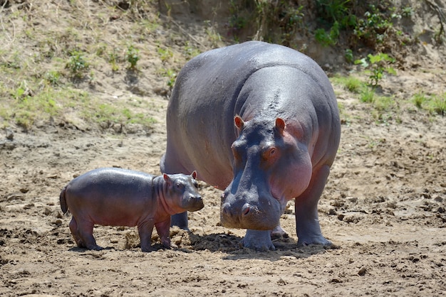 Familia de hipopótamos en el parque nacional de Kenia, África