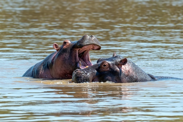 Familia de hipopótamos en el río.