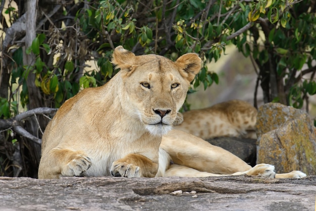 Familia de leones en la sabana.