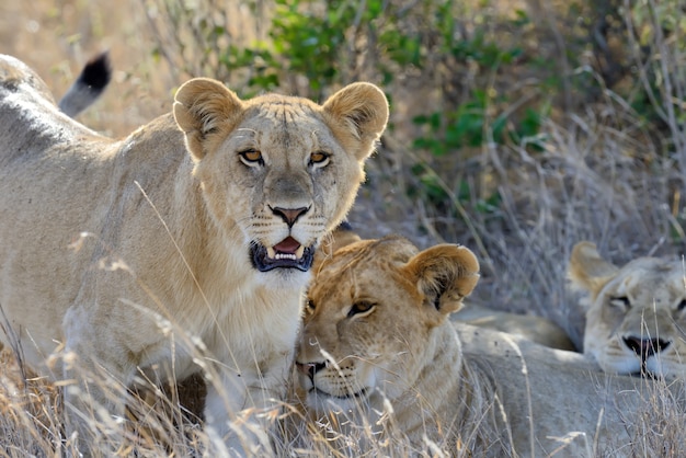 Familia de leones en la sabana.