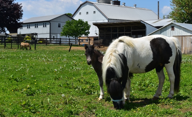 Foto gratuita familia de mini caballos realmente hermosa en un pasto.