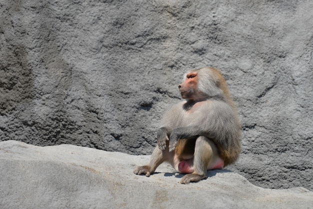 Familia de monos en el zoológico.