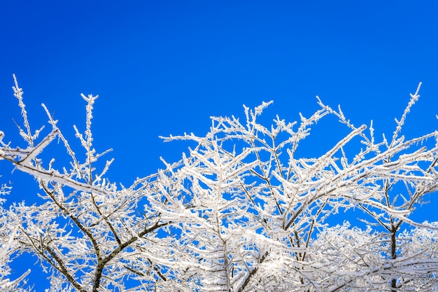 la fantasía de cuento diciembre línea de nubes