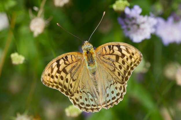 Fantástica foto cenital macro de una mariposa cardenal única volando