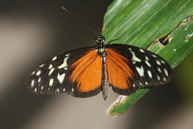 Fantástica mariposa zuleika afilada en una hoja verde.