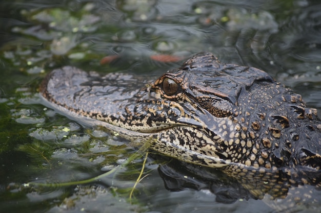 Fantástico cocodrilo mortal de cerca y en persona en el pantano.