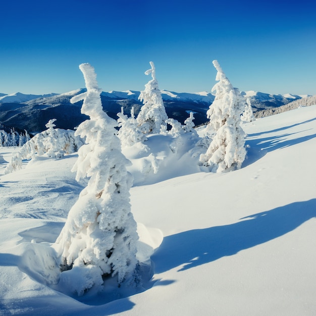 Fantástico paisaje invernal y árbol en escarcha.