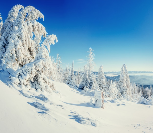 Fantástico paisaje invernal y árbol en escarcha.