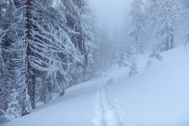 Fantástico paisaje de invierno. En la víspera de las vacaciones. La escena dramática. Cárpatos, Ucrania, Europa. Feliz año nuevo