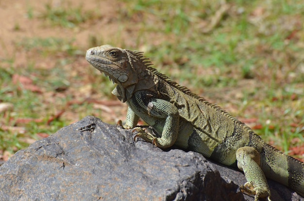 Fantástico rostro de una iguana americana sobre una roca.