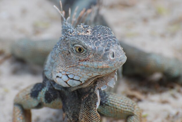Fantástico rostro de una iguana con espinas en la espalda posando.