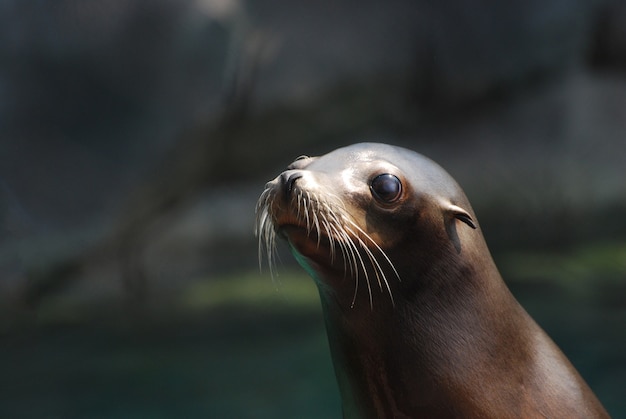 Fantástico rostro de un joven león marino