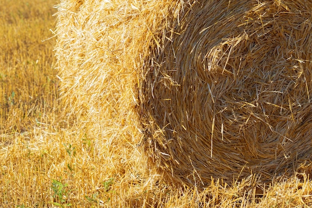 Fardos de heno dorado en campo