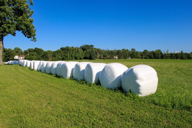 Foto gratuita fardos de heno envueltos y alineados en el día soleado de la granja