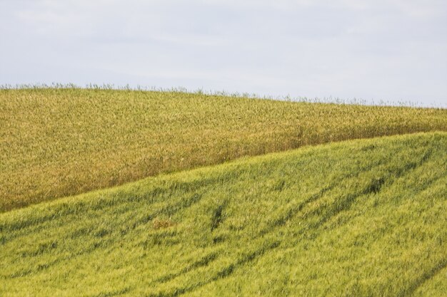 Fascinante campo de trigo hermoso entre la vegetación bajo un cielo nublado