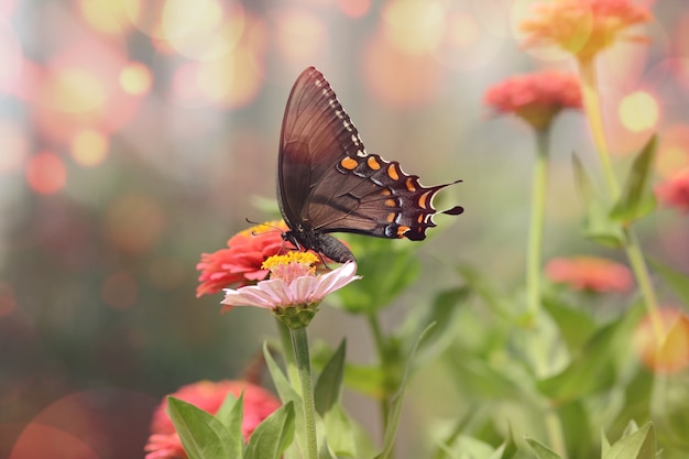 Fascinante imagen macro de una pequeña mariposa Satyrium negra sobre una flor rosa