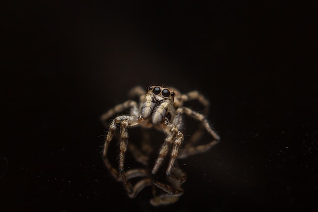 Fascinante macro foto de la araña aislada en el negro