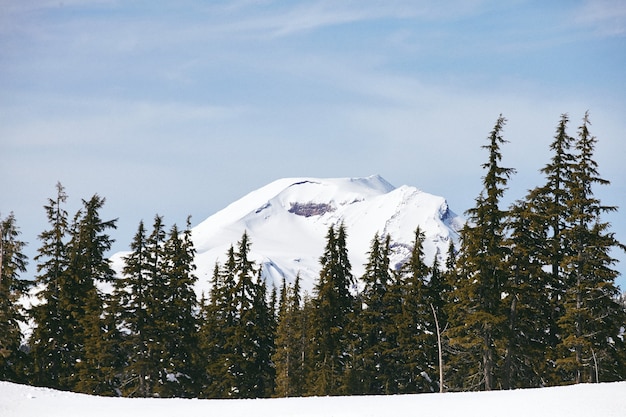 Fascinante paisaje de abetos en Deschutes National Forest en Oregon