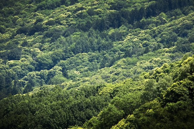 Fascinante paisaje del hermoso bosque denso brillante