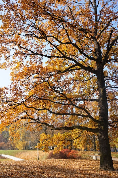 Fascinante vista del árbol alto con hojas amarillas en el parque