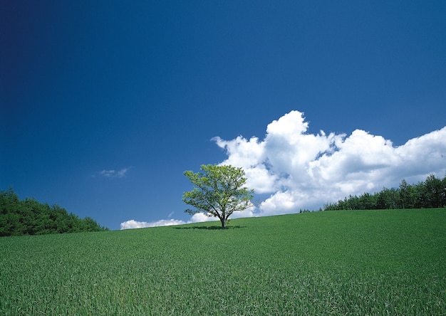 Fascinante vista del árbol solitario en los campos verdes bajo el cielo azul