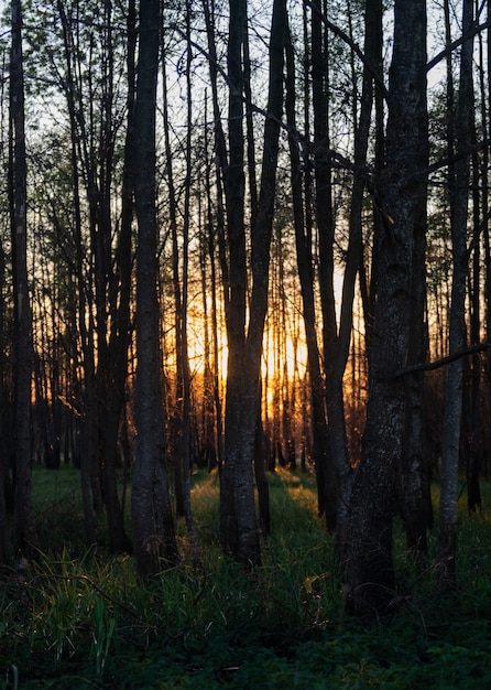 Foto gratuita fascinante vista de los árboles altos y la hierba en el bosque durante la puesta de sol