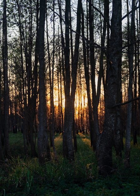 Fascinante vista de los árboles altos y la hierba en el bosque durante la puesta de sol