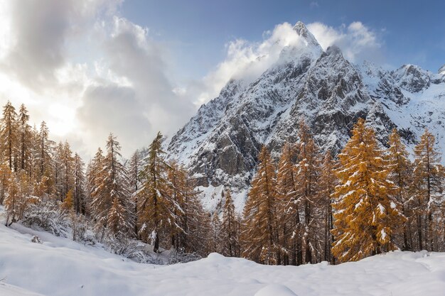 Fascinante vista de los árboles con las montañas cubiertas de nieve en el fondo