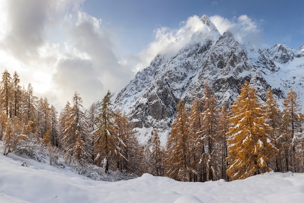 Fascinante vista de los árboles con las montañas cubiertas de nieve en el fondo