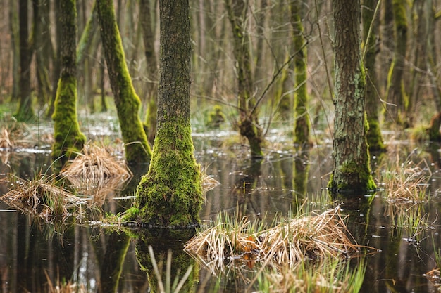 Fascinante vista de los árboles y plantas y el río en el bosque-concepto: misterioso