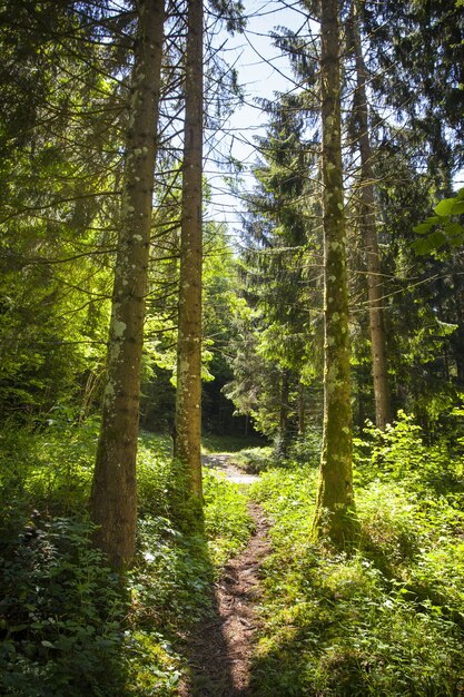 Fascinante vista de un bosque en un día soleado en Montanges, Francia