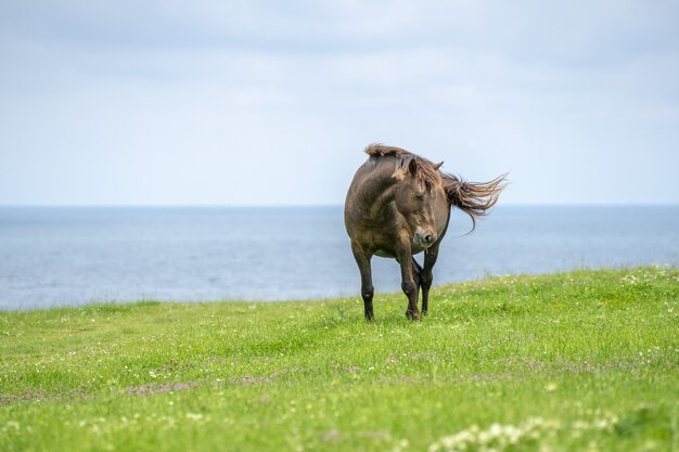 Fascinante vista de un caballo salvaje cerca del mar en un prado verde