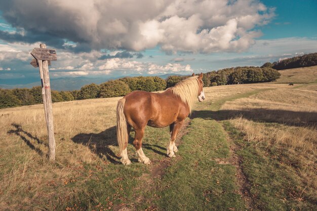 Fascinante vista de un caballo salvaje en la pradera