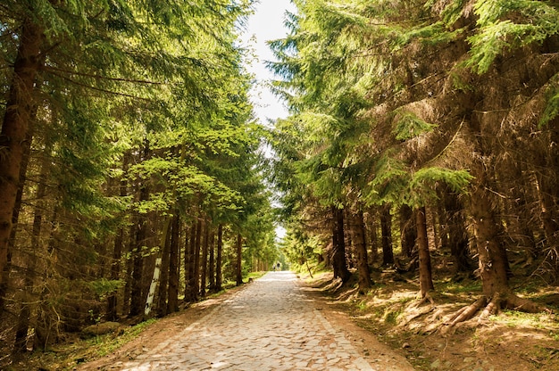 Fascinante vista del camino rodeado de árboles en el parque en un día soleado