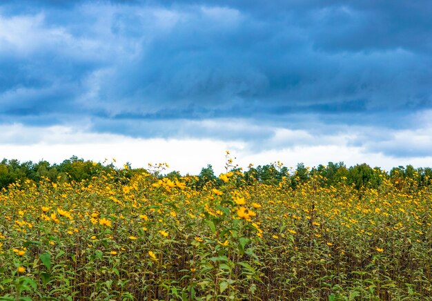 Fascinante vista de los campos llenos de flores amarillas y árboles bajo el cielo nublado