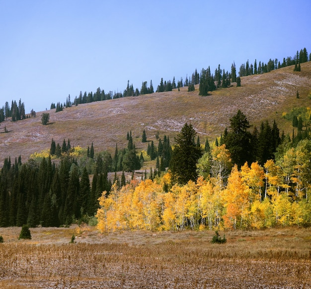 Fascinante vista de los coloridos árboles cerca de las colinas en otoño