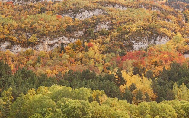 Fascinante vista de coloridos árboles en una montaña rocosa en otoño en España