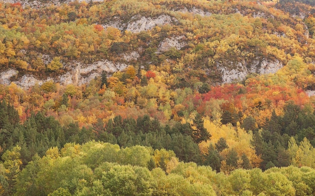 Fascinante vista de coloridos árboles en una montaña rocosa en otoño en España