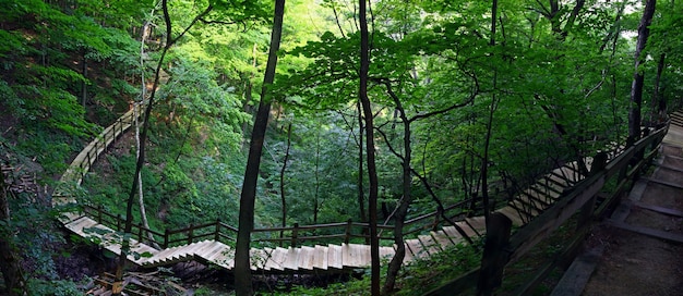Fascinante vista de escaleras de madera en un hermoso bosque con una exuberante naturaleza